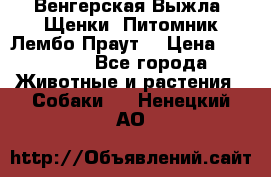 Венгерская Выжла. Щенки. Питомник Лембо Праут. › Цена ­ 35 000 - Все города Животные и растения » Собаки   . Ненецкий АО